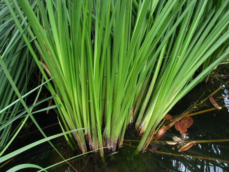 Cladium Cladium jamaicense Images Useful Tropical Plants