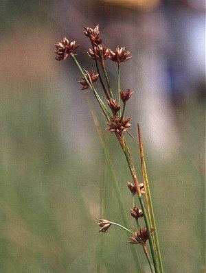 Cladium mariscoides Online Virtual Flora of Wisconsin Cladium mariscoides