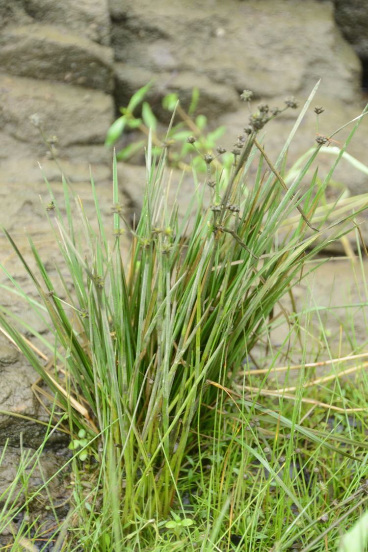 Cladium mariscoides Zone 6 Common Three Square Common Water Plantain Water Horehound