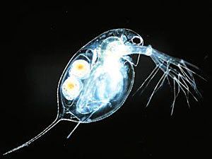 Cladocera Water Fleas Class Cladocera