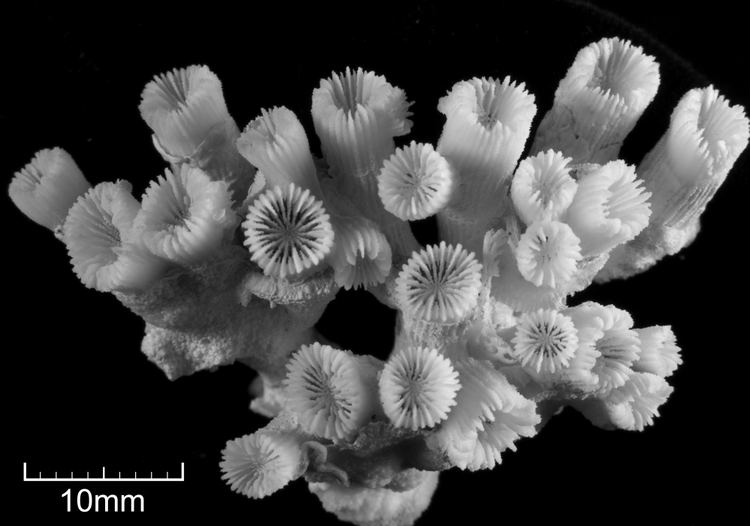 Cladocora caespitosa Cladocora caespitosa Corals of the World Photos maps and