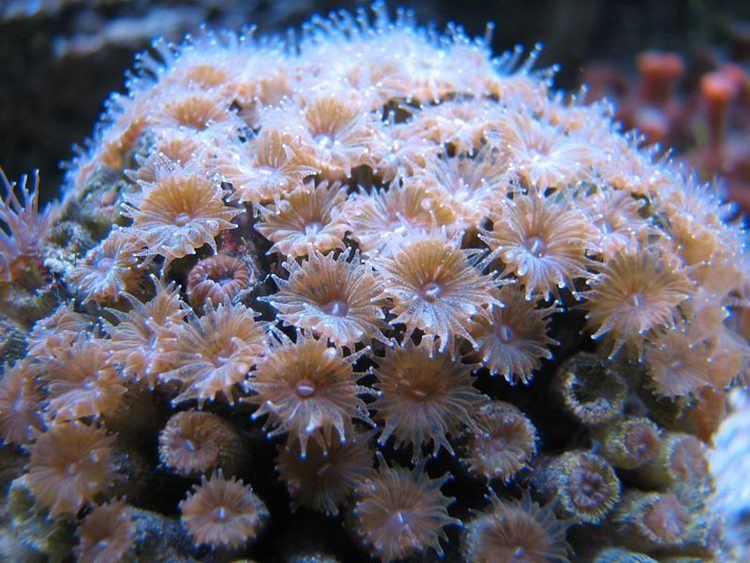 Cladocora caespitosa Confusedgeologist Cladocora caespitosa from reefs to crystals in