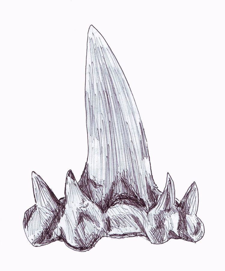 Cladodont
