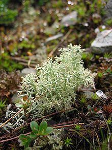 Cladonia httpsuploadwikimediaorgwikipediacommonsthu