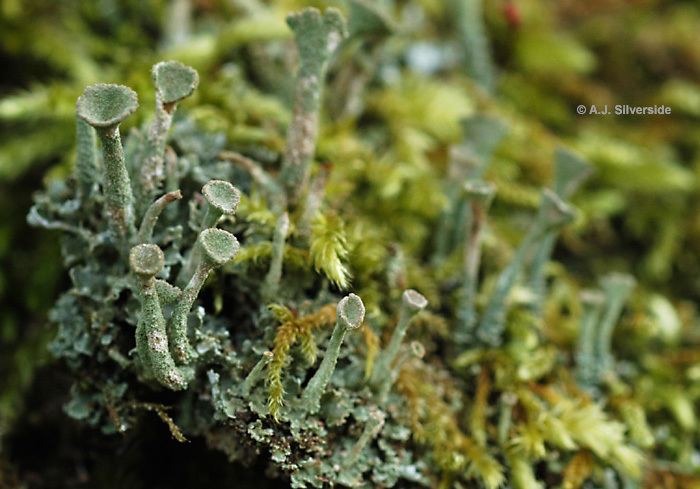Cladonia Cladonia fimbriata images of British lichens