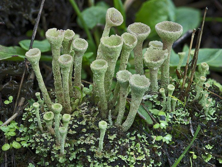 Cladonia Ways of Enlichenment Lichens of North America