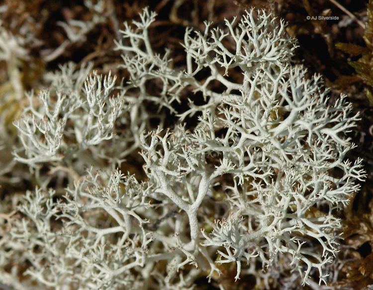 Cladonia Cladonia portentosa images of British lichens