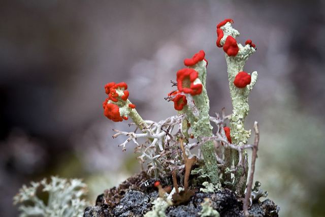 Cladonia cristatella Cladonia cristatella British Soldiers lichen and similar lichens