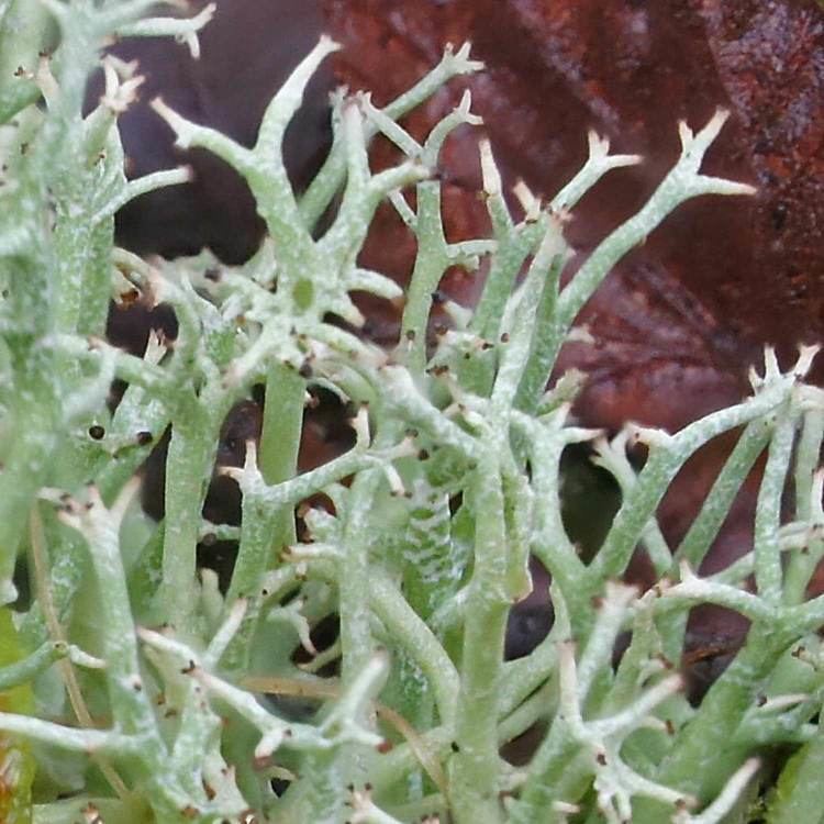 Cladonia furcata All Fungi Fungi of Great Britain and Ireland