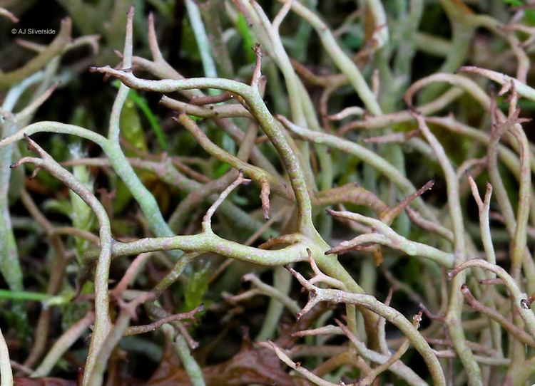 Cladonia furcata Cladonia furcata images of British lichens