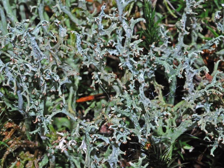 Cladonia furcata Lichen Gallery Cladonia Cladonia furcata D80A1942