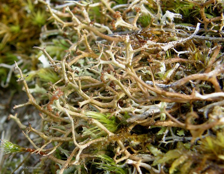 Cladonia furcata wwwlichenslastdragonorgCladoniafurcataP42506