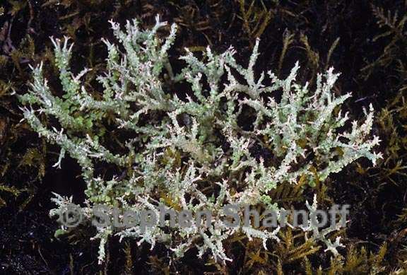 Cladonia furcata CNALH Cladonia furcata