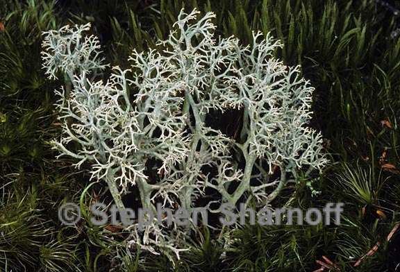 Cladonia stellaris Cladonia stellaris