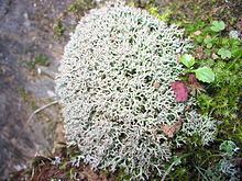 Cladonia stellaris httpsuploadwikimediaorgwikipediacommonsthu