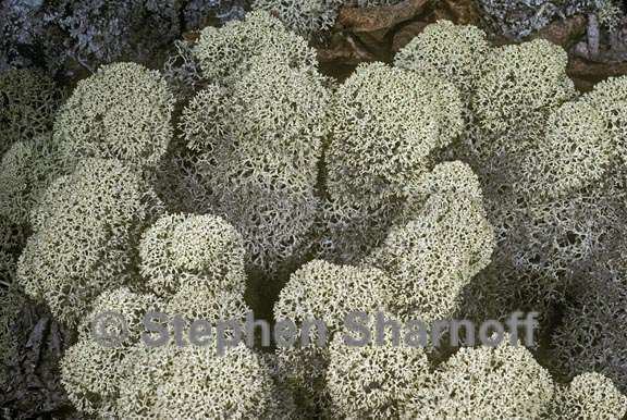Cladonia stellaris Cladonia stellaris