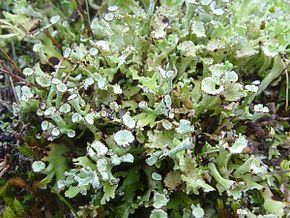 Cladoniaceae httpsuploadwikimediaorgwikipediacommonsthu