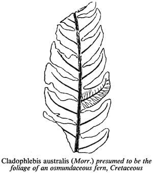 Cladophlebis Fossil Fern Cladophlebis sp 11664 Waitomo Caves Discovery Centre