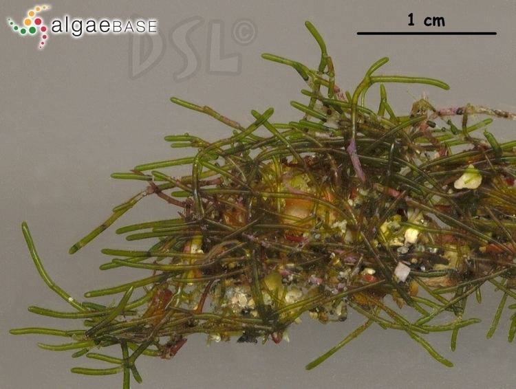 Cladophoropsis imgalgaebaseorgimagesAC100CF30ce4a1D8D5qTU2F7C