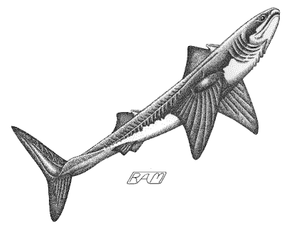 Cladoselache Ancient Sharks