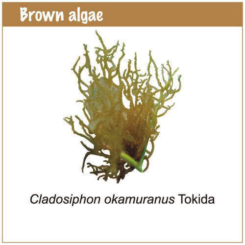 Cladosiphon okamuranus List of species