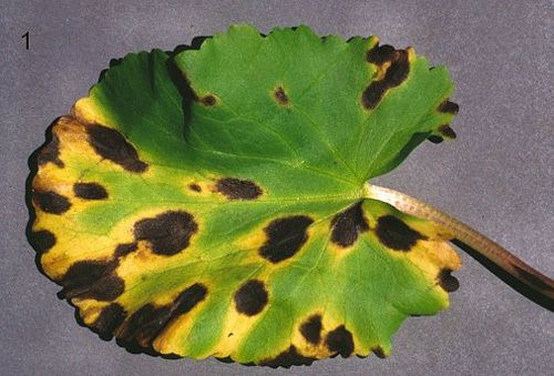 Cladosporium herbarum Cladosporium herbarum Causes a Leaf Spot on Marshmarigold in Western