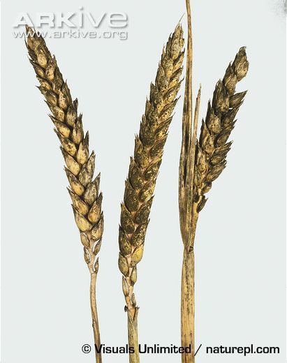 Cladosporium herbarum Common wheat photo Triticum aestivum G122037 ARKive