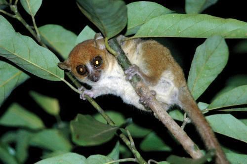 Claire's mouse lemur lemursofmadagascarcomhtmlsitesdefaultfilesst
