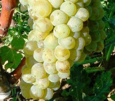 Clairette blanche Clairette Wine Grapes Flavor Character History Wine Food Pairings