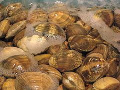 Clam httpsuploadwikimediaorgwikipediacommonsthu