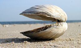 Clam Clam Wikipedia