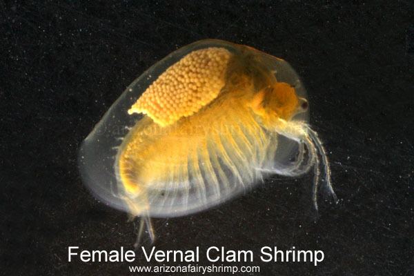 Clam shrimp Vernal Clam Shrimp