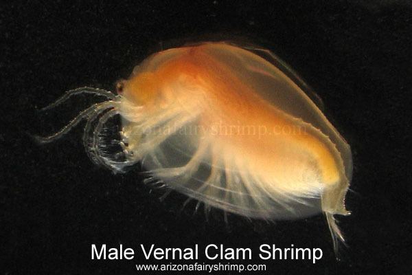 Clam shrimp Vernal Clam