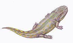 Clamorosaurus httpsuploadwikimediaorgwikipediacommonsthu