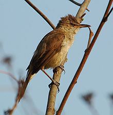 Clamorous reed warbler httpsuploadwikimediaorgwikipediacommonsthu