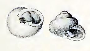 Clanculus albanyensis