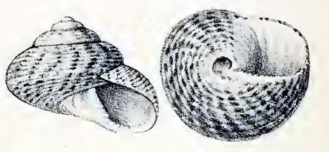 Clanculus rubicundus