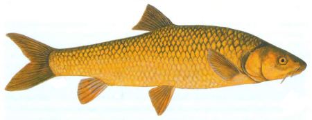 Clanwilliam yellowfish fishtheflycozawpcontentuploads201601Clanwi