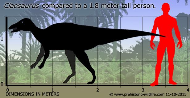 Claosaurus Claosaurus