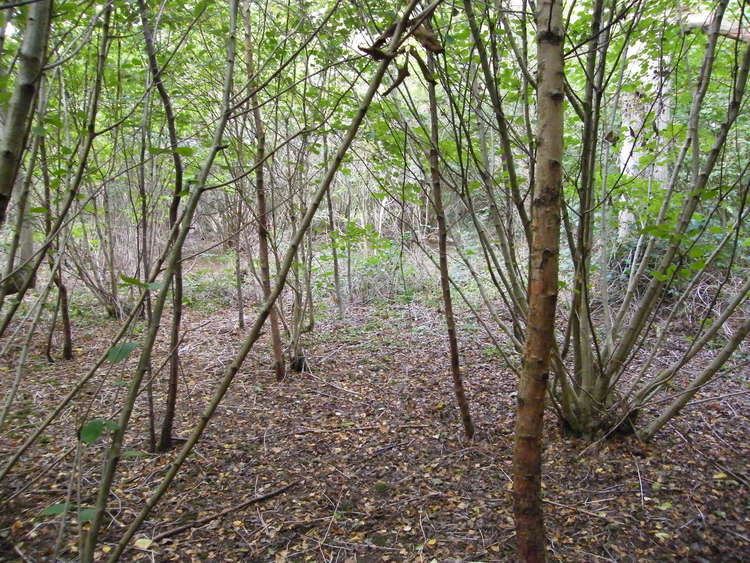 Clapham Wood Clapham Wood and Surrounding Areas SFI