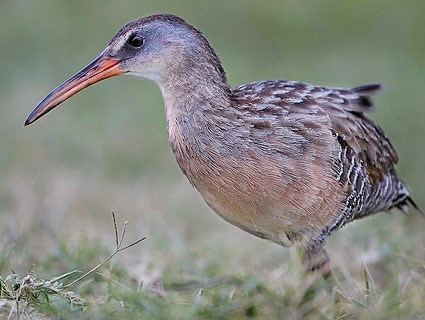 Clapper rail Clapper Rail Life History All About Birds Cornell Lab of Ornithology