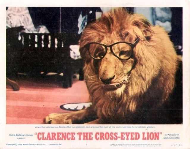Clarence, the Cross-Eyed Lion How it all began Clarence the CrossEyed Lion Daktari TV Show