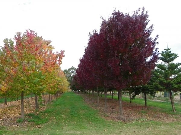 Claret Ash Claret Ash Tree 10quot Pot Hello Hello Plants amp Garden Supplies