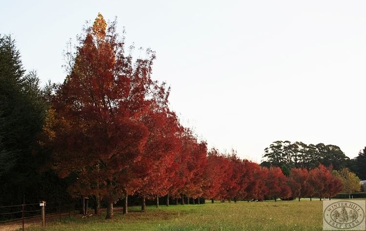 Claret Ash Winter Hill Tree Farm Claret Ash Fraxinus Raywood