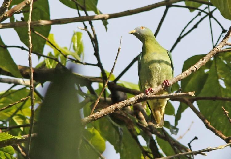 Claret breasted fruit dove - Alchetron, the free social encyclopedia