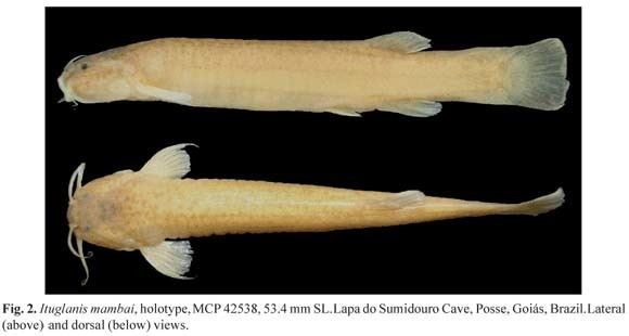 Clarias cavernicola Ituglanis mambai a new subterranean catfish from a karst area of