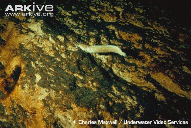 Clarias cavernicola Cave catfish photo Clarias cavernicola G2608 ARKive