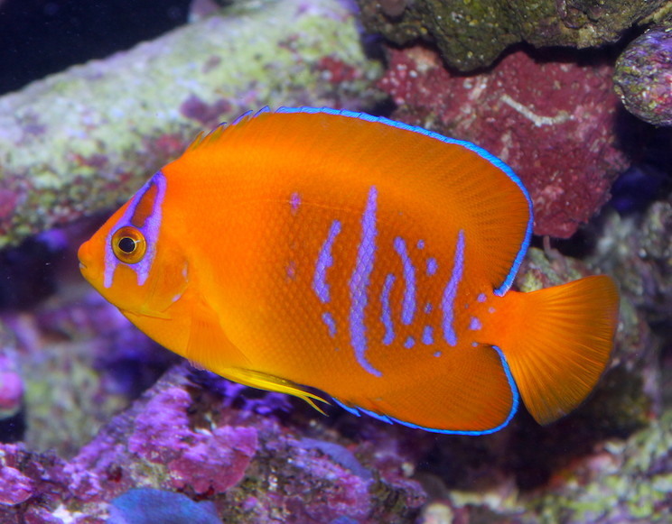 Clarion angelfish Tank Raised Clarion Angelfish REEF2REEF Saltwater and Reef