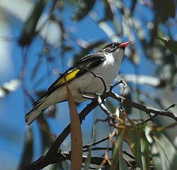 Clarkesdale Bird Sanctuary httpsuploadwikimediaorgwikipediacommonsthu