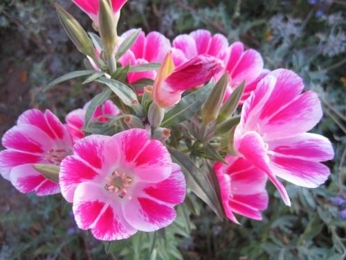 Clarkia amoena Farewell To Spring Clarkia amoena